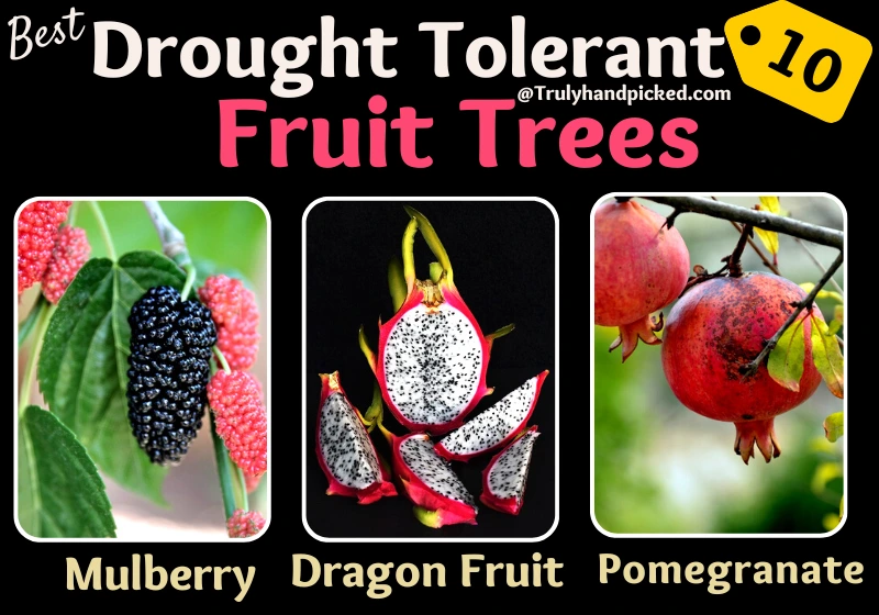 Drought Tolerant Fruiting Trees Pomegranate Mulberry Draonfruit