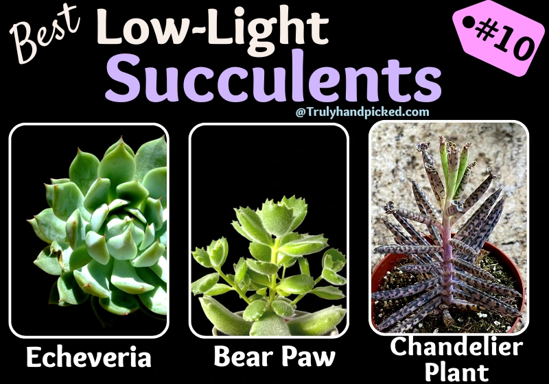 Echeveria Bear Paw Chandelier Plant Low Light Succulent Cactus for Indoor