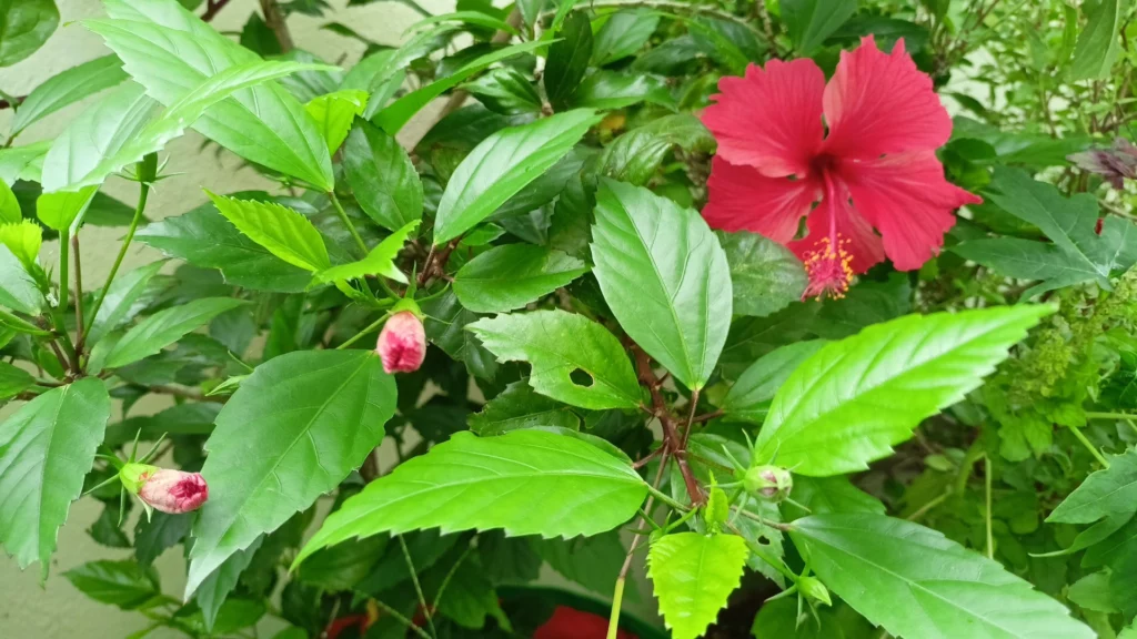 Get bushy for more hibiscus flowers everyday