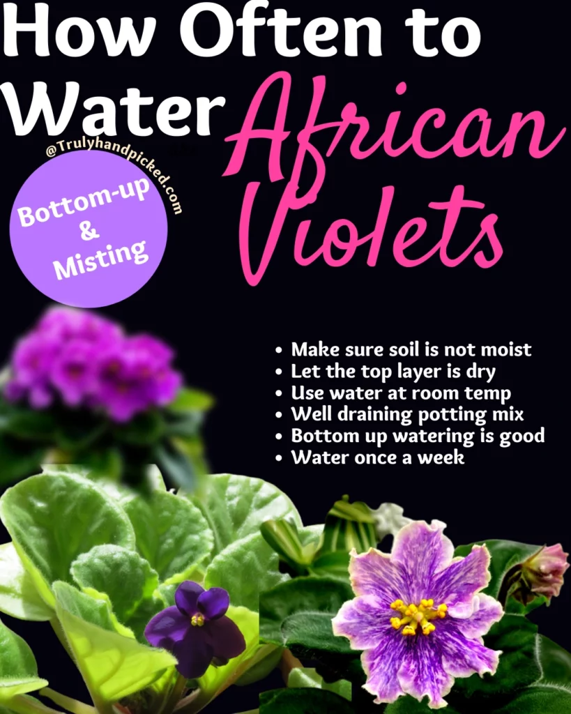 How often to water African violets when to water