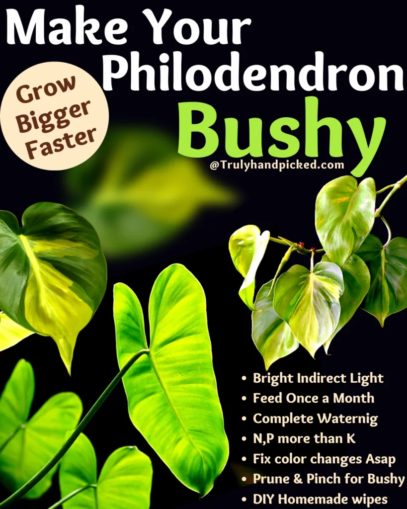 How to Make Your Philodendron Grow Bushy Fuller Faster