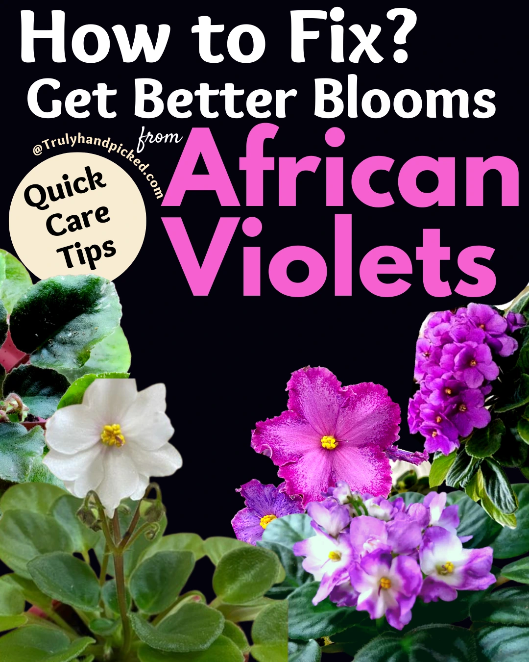 How to fix and get better blooms from African violets