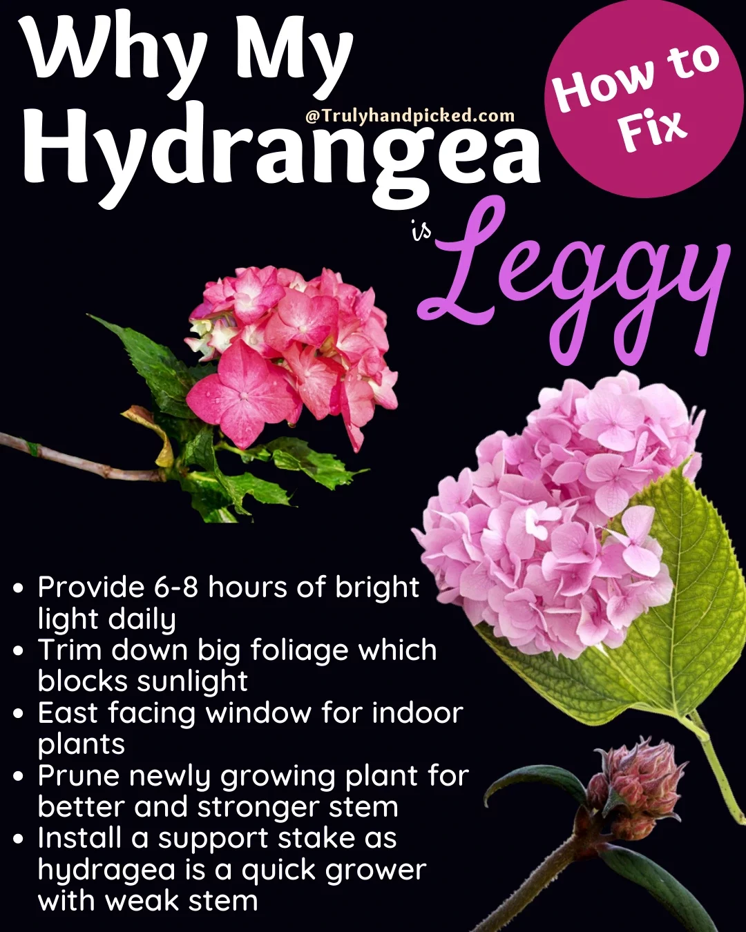 How to fix my leggy hydrangea make stems stronger for better blooms