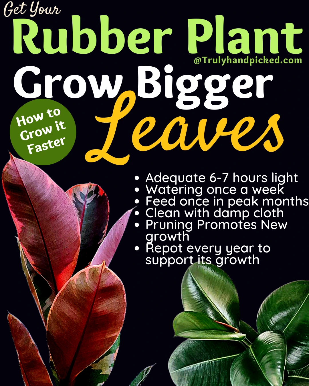 How to make your rubber plant grow bigger leaves faster - Quick Tips