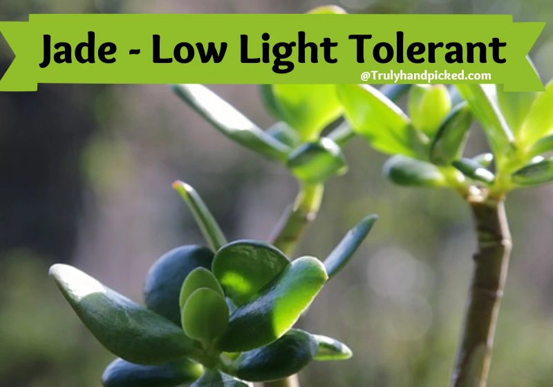 Jade Low Light Tolerant Succulent for indoor