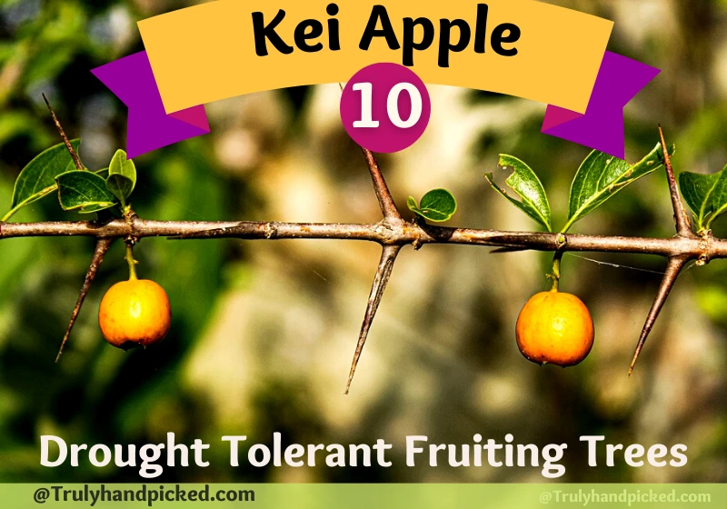 Kei Apple Drought Tolerant Fruit Tree