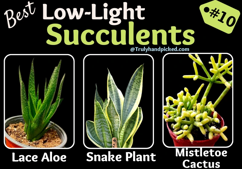 Lace Aloe Snake Plant Mistletoe Cactus Low Light Succulents for Indoors