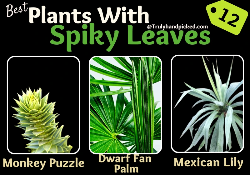 Mexican Lily Monkey Puzzle Dwarf Fan Palm Plants Have Spiky Leaves Houseplants and Outdoor