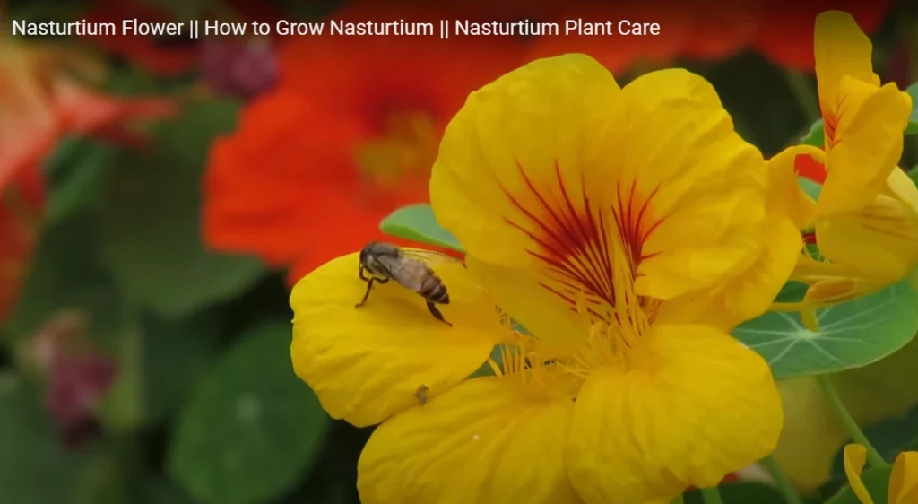 Nasturtium climber flowers