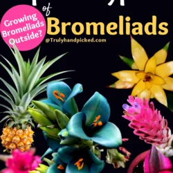 Popular Types of Bromeliads Varieties and Growing Outside in Sunlight