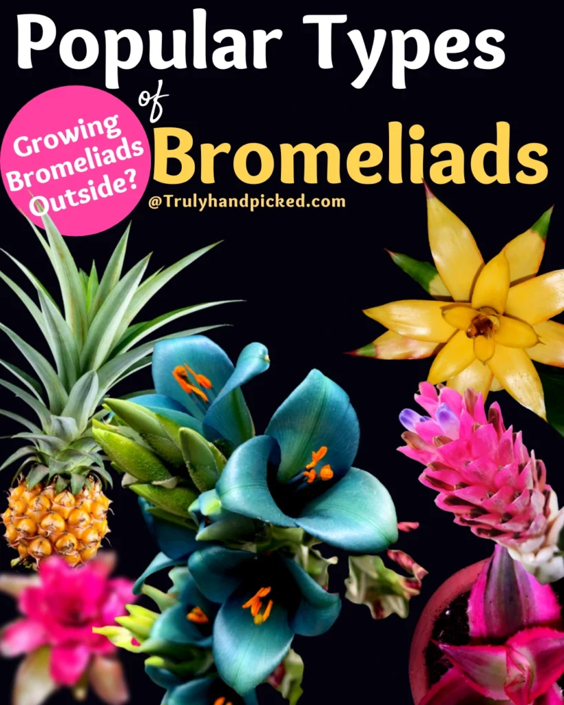 Popular Types of Bromeliads Varieties and Growing Outside in Sunlight