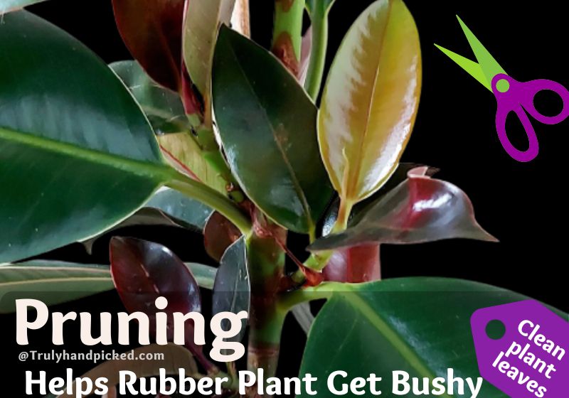 Prune to get rubber plant bushy
