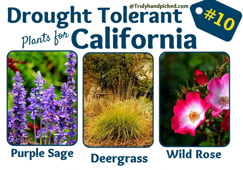Purple Sage Deergrass Wild Rose Drought Tolerant California Plants for Dry Weather