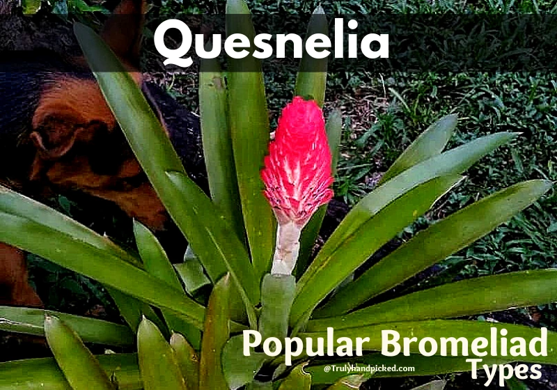 Quesnelia Best Bromeliads and How to Care