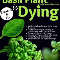 Reasons Why My Basil Plant is Dying How to Fix