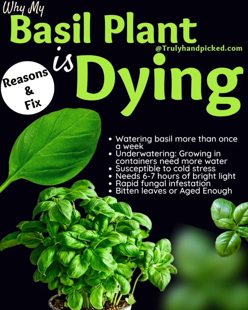 Reasons Why My Basil Plant is Dying How to Fix