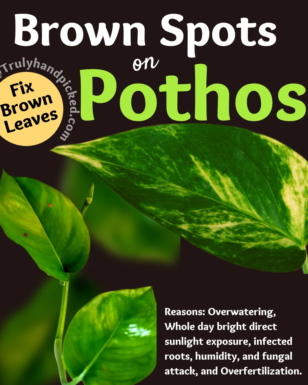Reasons and Ways to Fix Brown Spots on Pothos Devils Ivy
