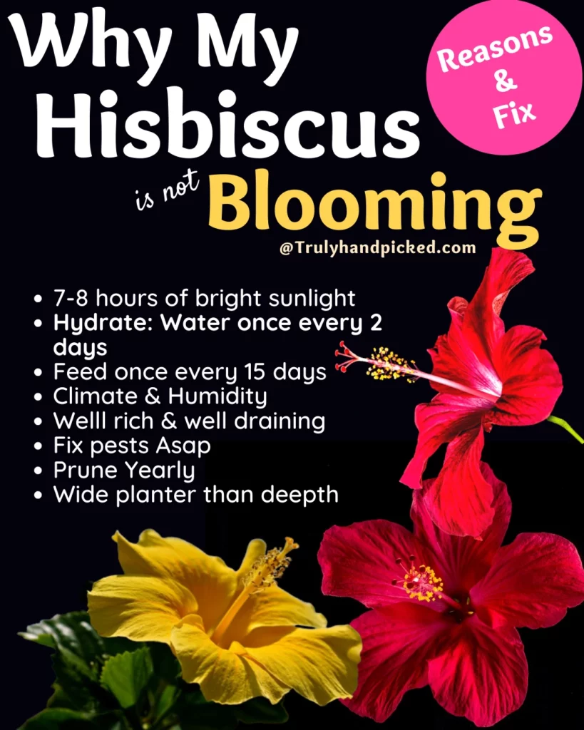 Reasons why my hibiscus is not flowering -ways to keep blooming