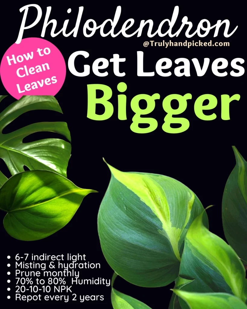 Steps to Make Your Philodendron Grow Bigger Leaves & Clean Leaves