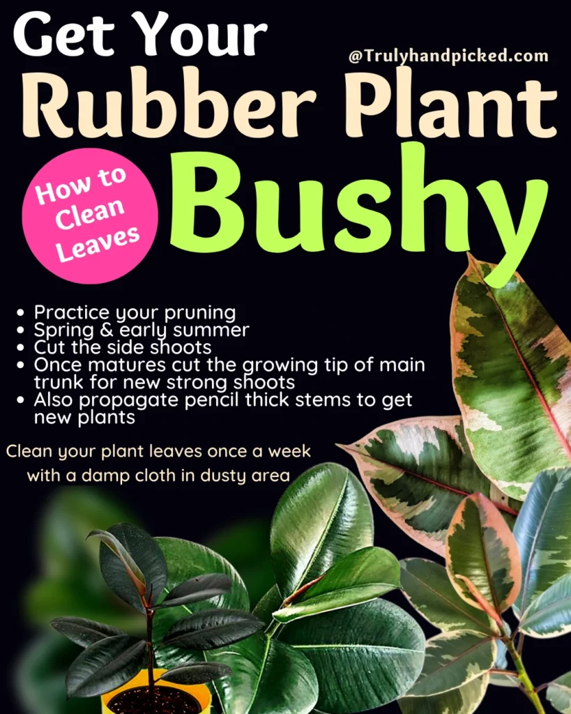 Steps to get your rubber plant bushy pruning and how to clean leaves