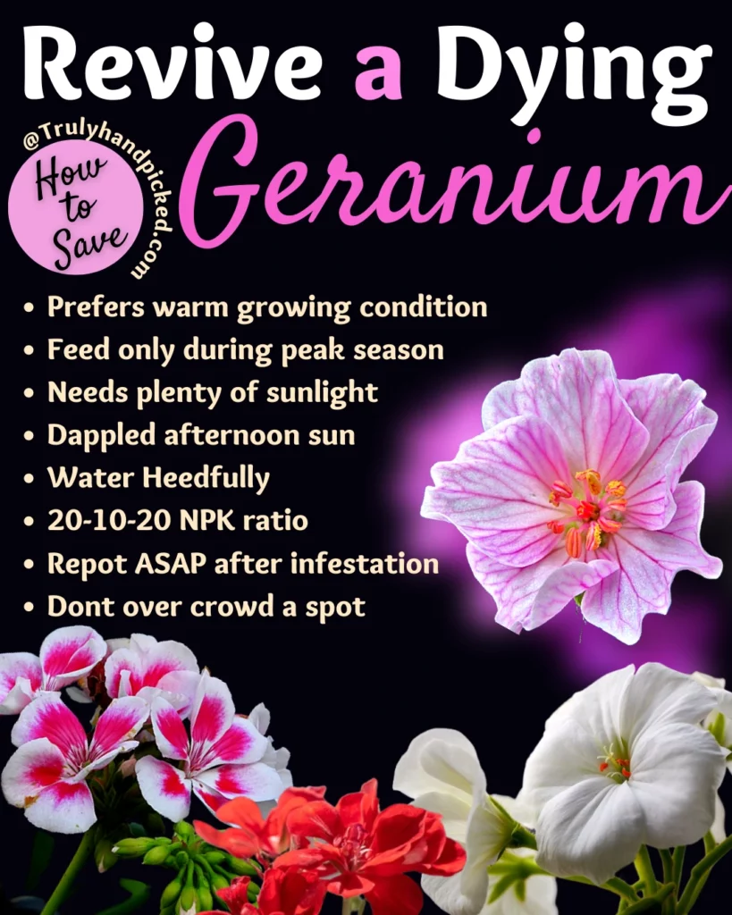 Steps to revive a dying geranium how to save your plant