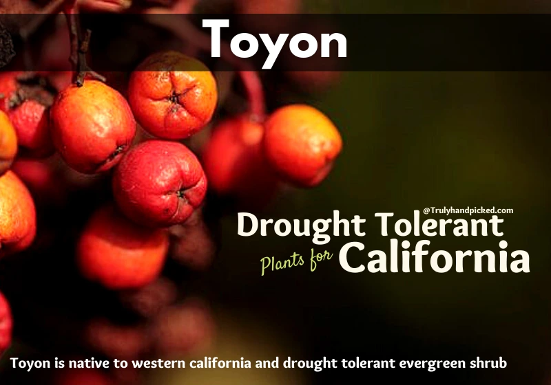 Toyon Drought Tolerant Shrub Native to Western California