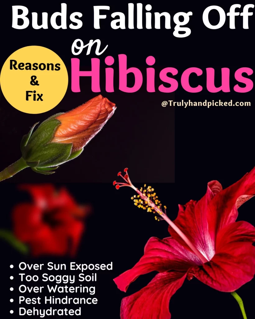 Why Buds Are Falling off Hibiscus How to Fix