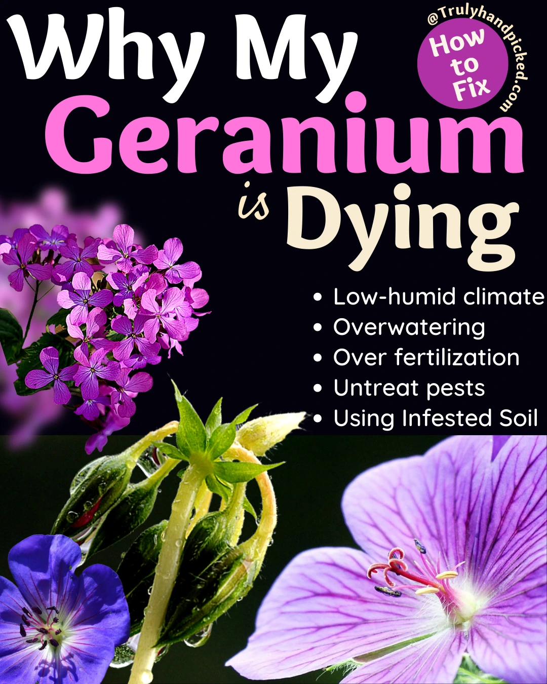 Why Geraniums are dying reasons and fix and how to care for your plants