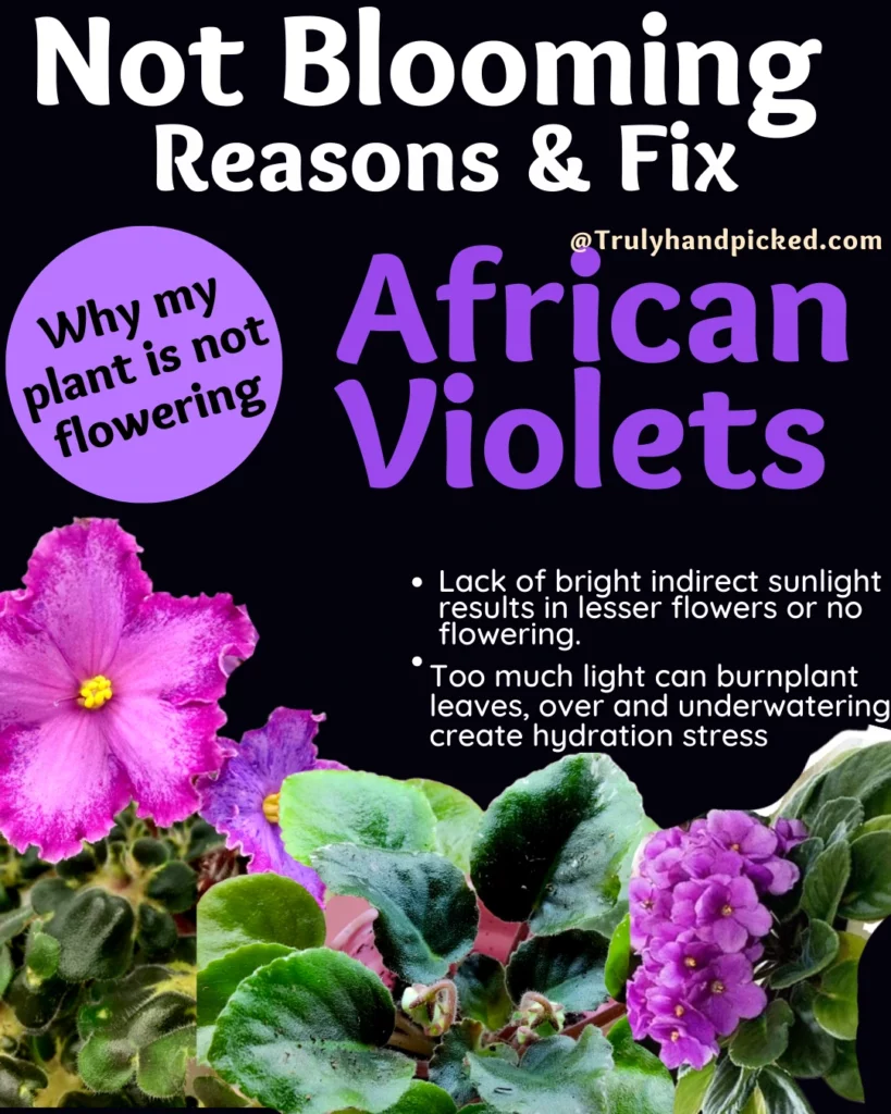 Why my African violets are not blooming how to fix