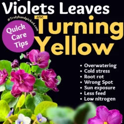 Why my African violets are turning yellow reasons and fix