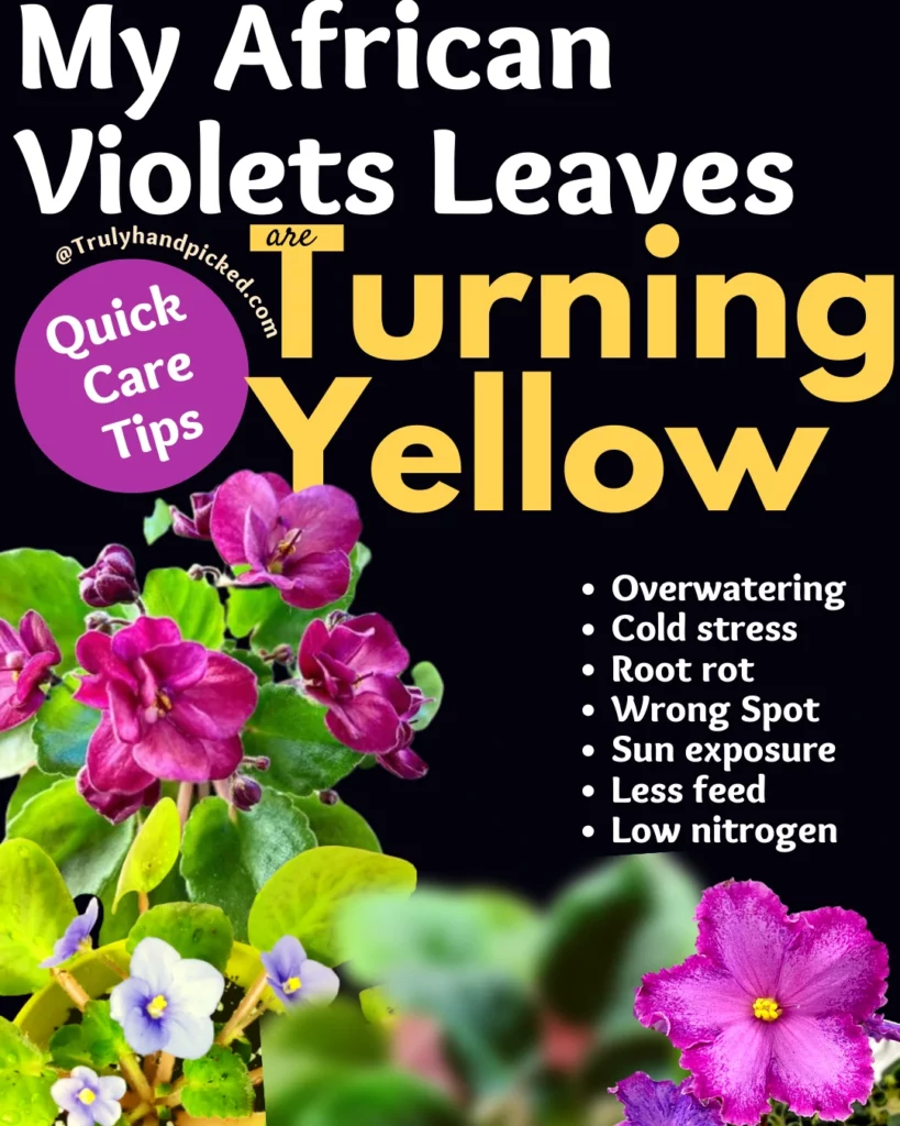 Why my African violets are turning yellow reasons and fix