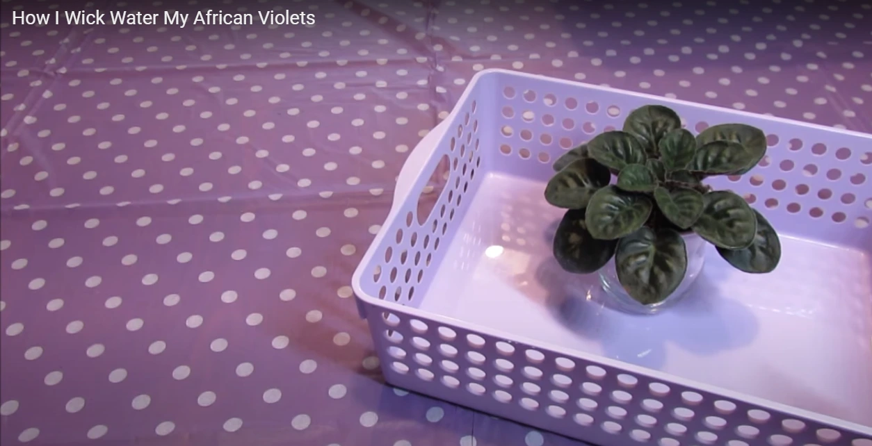 Wick Watering African Violets
