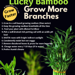 How to grow lucky bamboo faster with more branches