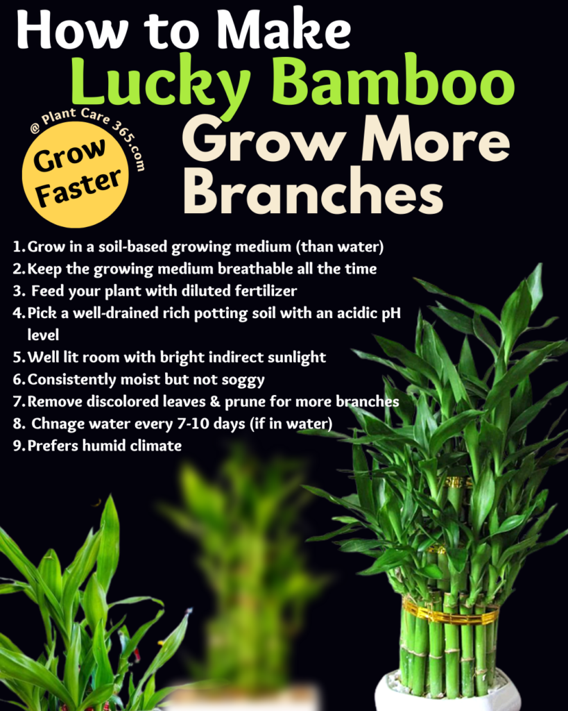 How to grow lucky bamboo faster with more branches