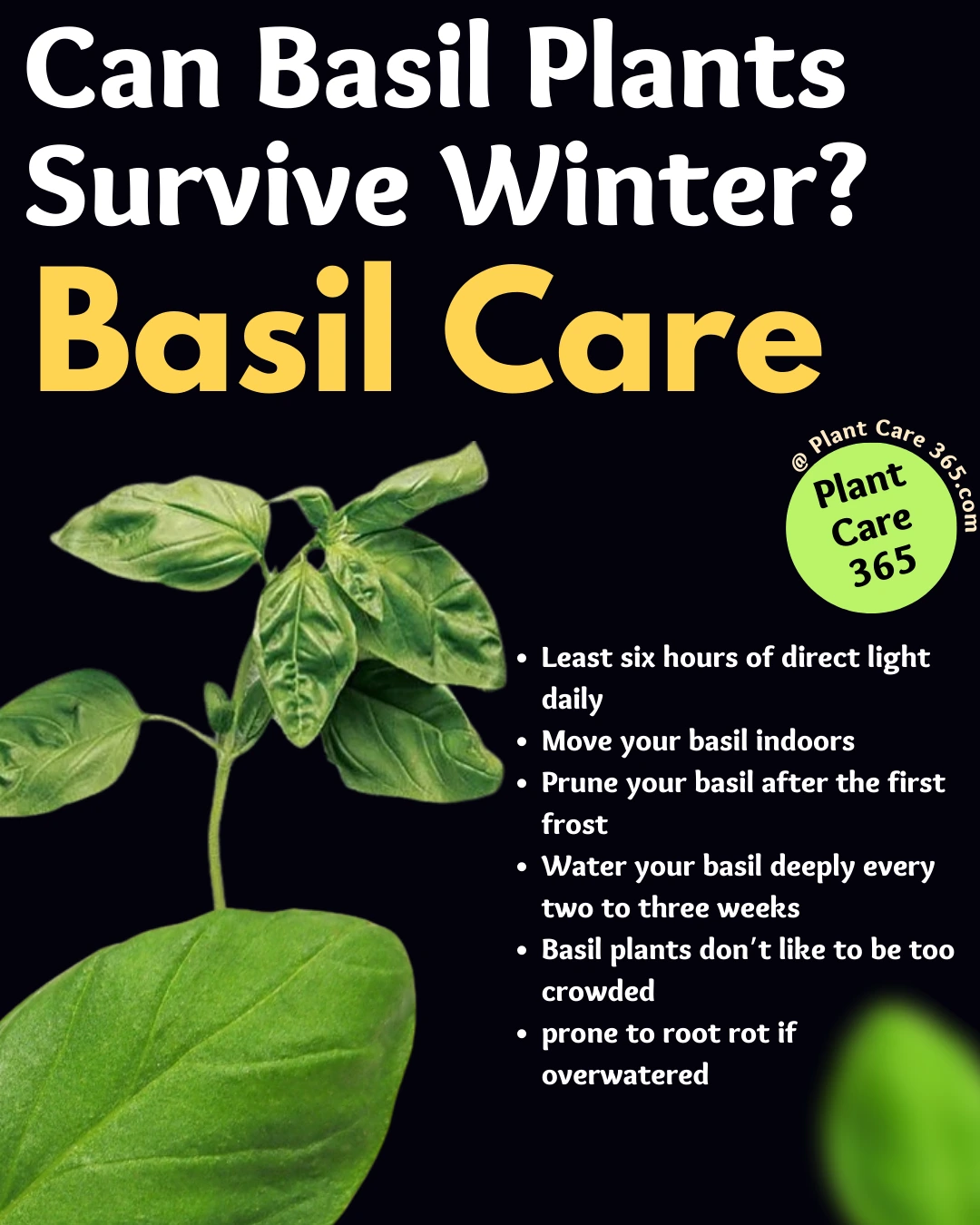 Can my basil plants survive winter -growing basil outside