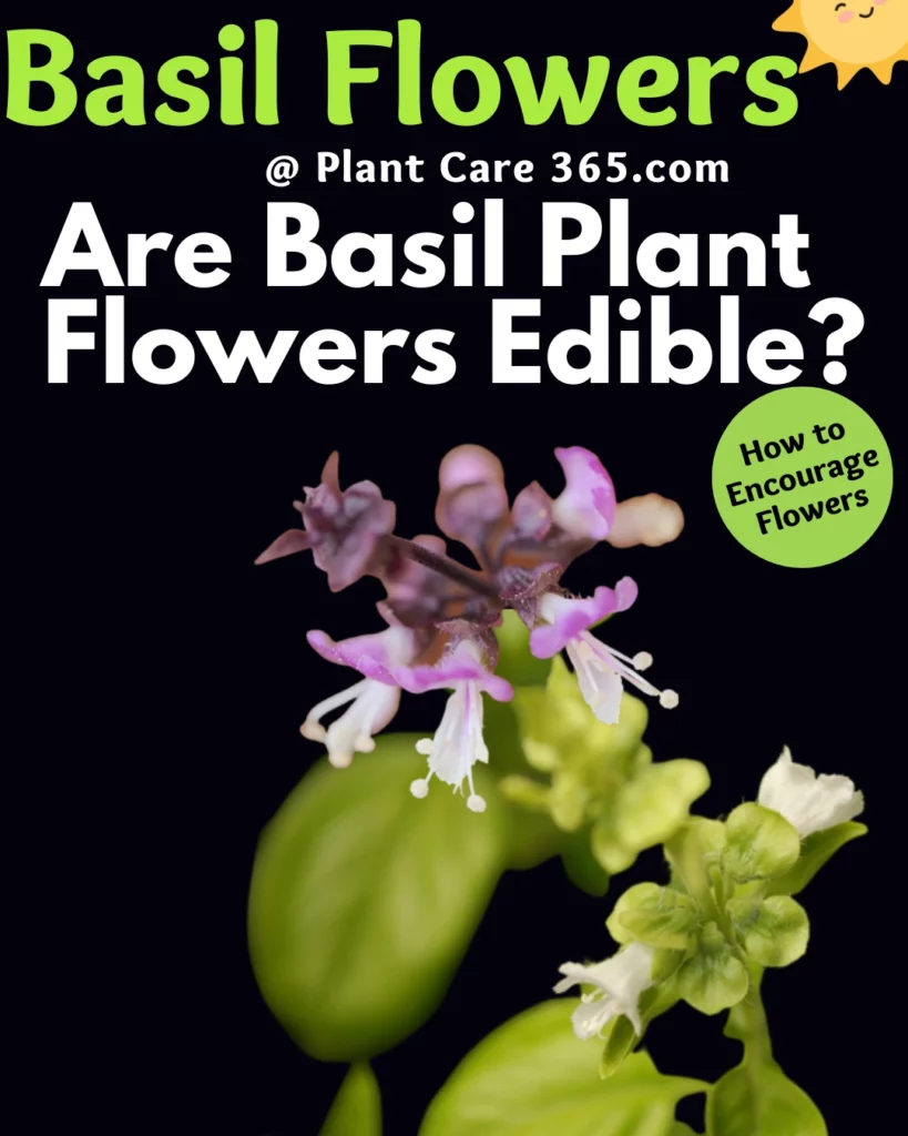Can you eat basil flowers How to encourage basil flowers