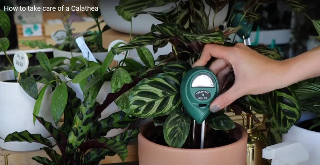 Caring Calathea Sunlight Needs