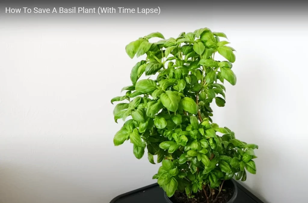 Growing Basil Indoors Time-lapse Video Gardening at 58 North