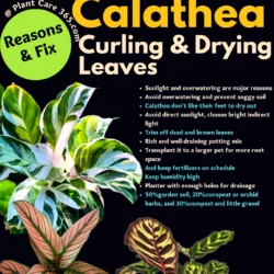 How to revive my calathea from curling and drying leaves