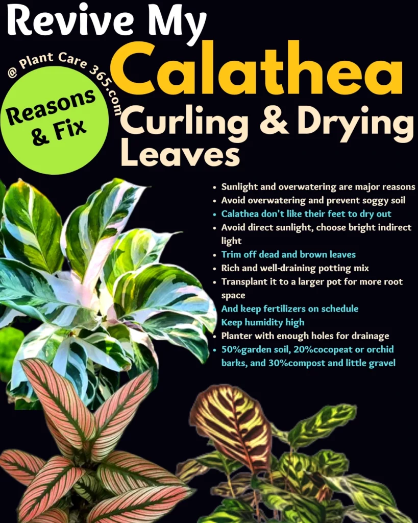 How to revive my calathea from curling and drying leaves