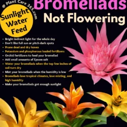 Reasons why your bromeliads are not flowering how to fix steps