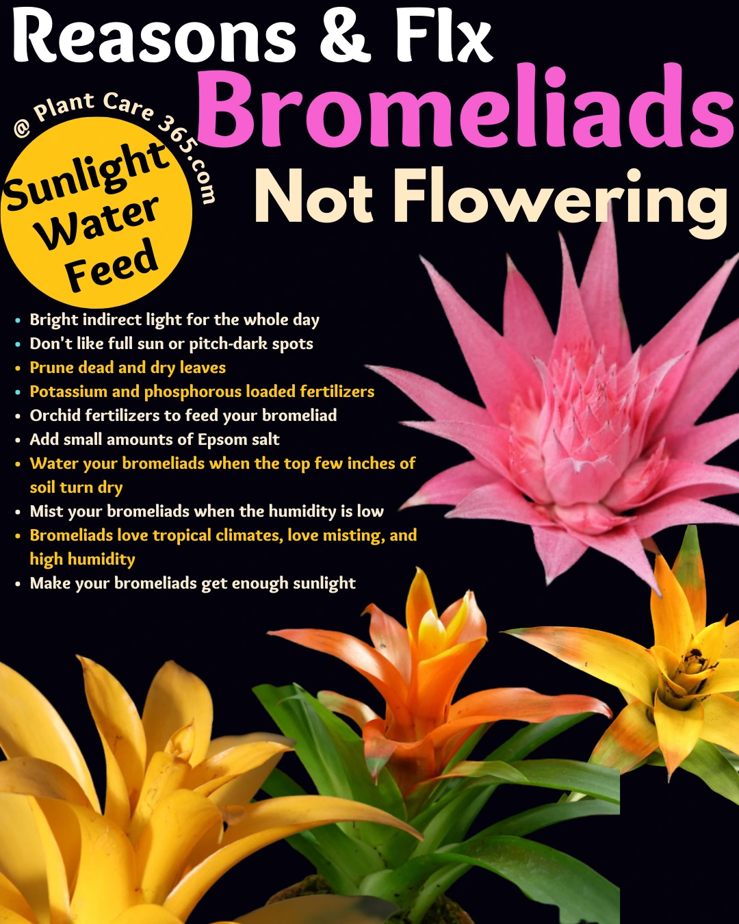 Reasons why your bromeliads are not flowering how to fix steps