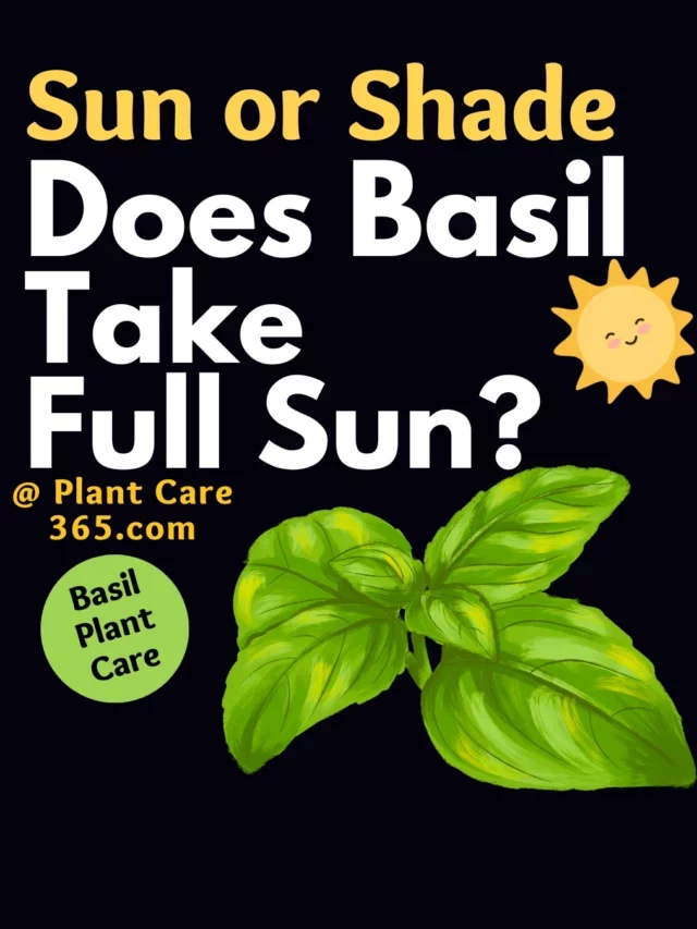 Walking on Sunshine: Does basil plant like sun or shade?