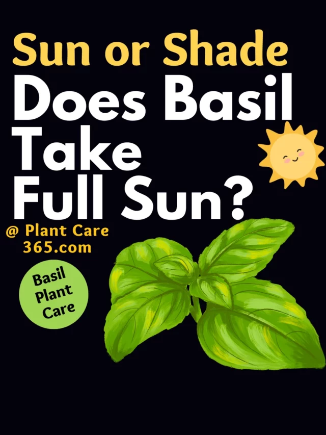 Does basil plant like sun or shade - sunlight needs