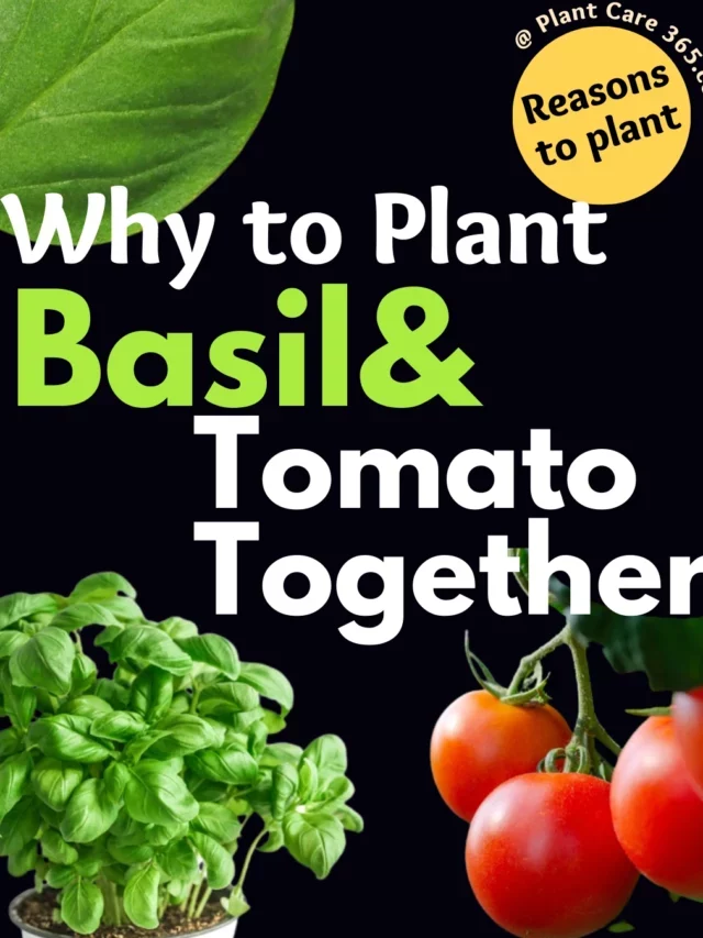 Romeo & Juliet: Why Plant Basil & Tomatoes Together