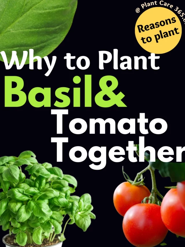 cropped-Why-to-plant-basil-and-tomato-together-Romeo-Juliet.webp