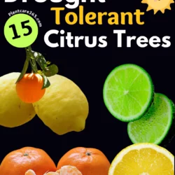 Best Drought Tolerant Citrus Trees Oranges Lemons Limes Quick Care Tips