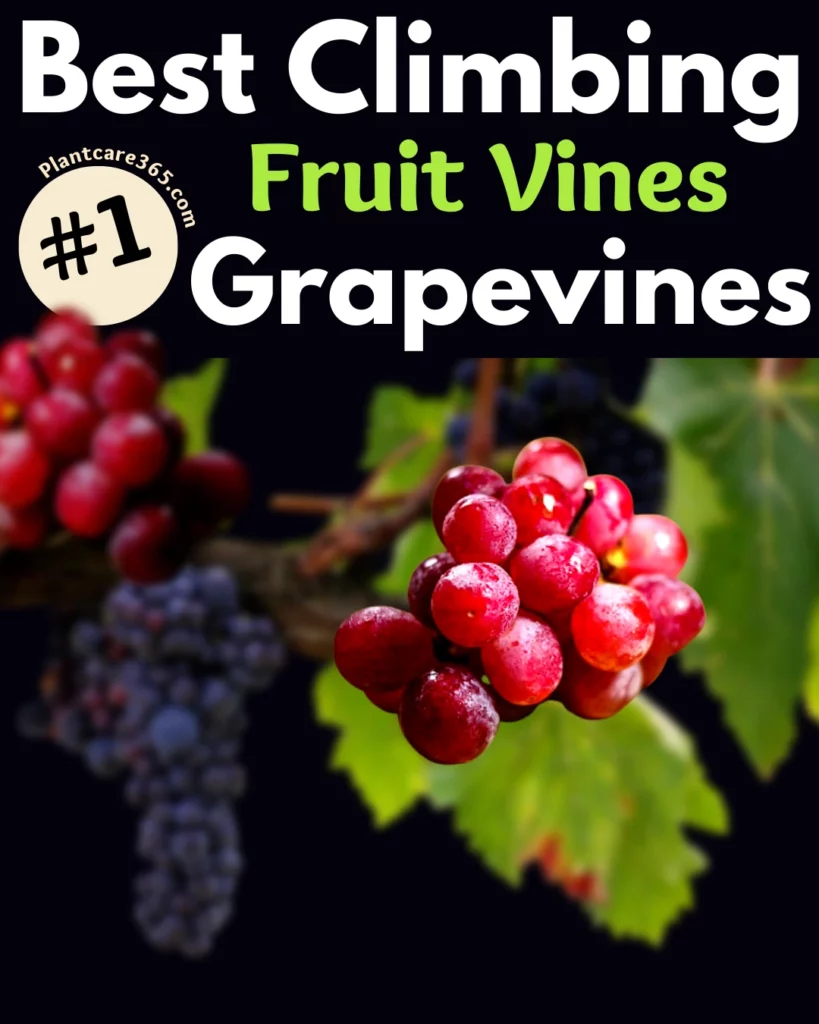 Grapevines are good choice on climbing plants that bear fruits