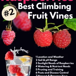 Growing Harvesting and Preserving Raspberries as Climbing Fruit Plants