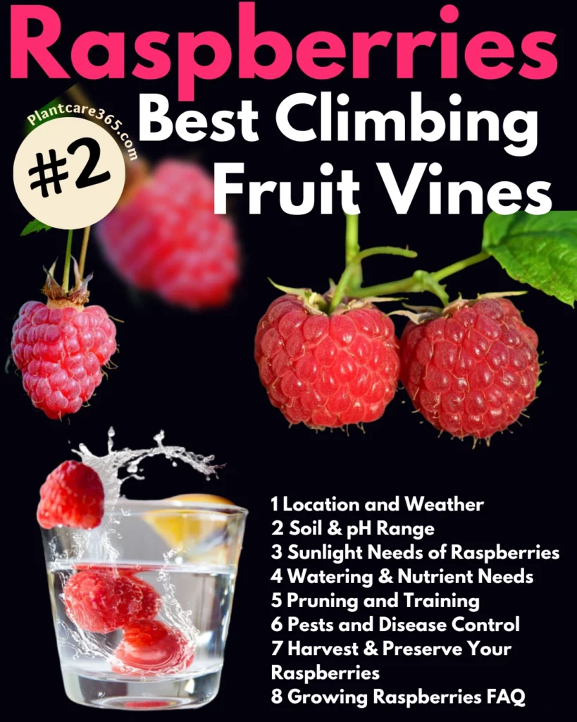 Growing Harvesting and Preserving Raspberries as Climbing Fruit Plants